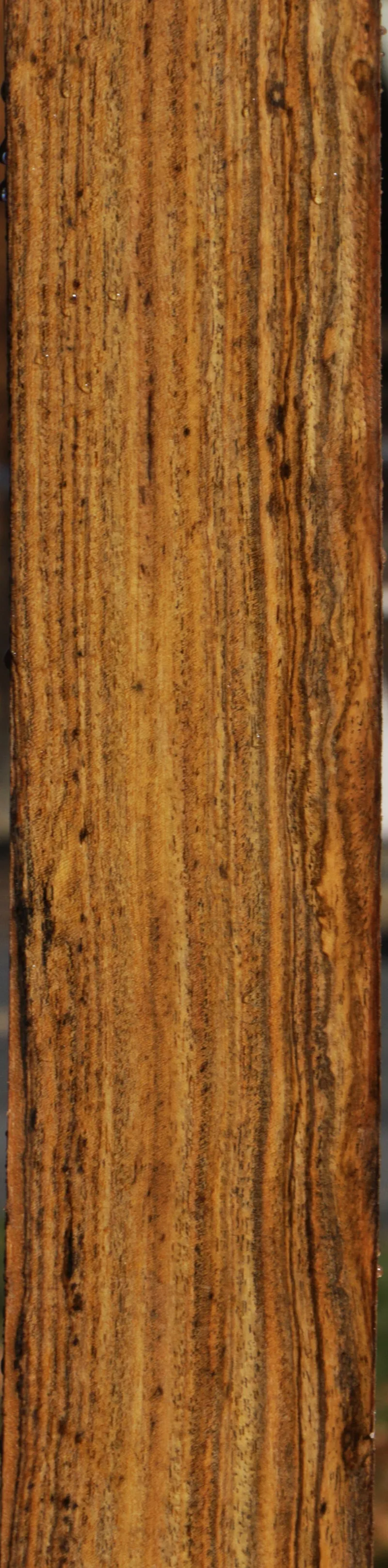 Bocote Lumber